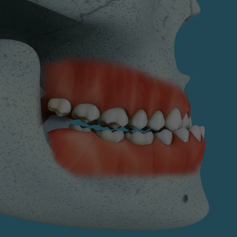 Dental anatomy side view illustration